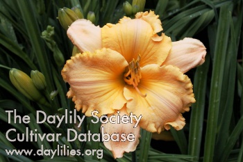 Daylily Pure and Simple